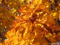 03064 - Maple leaves   Each New Day A Miracle  [  Understanding the Bible   |   Poetry   |   Story  ]- by Pete Rhebergen